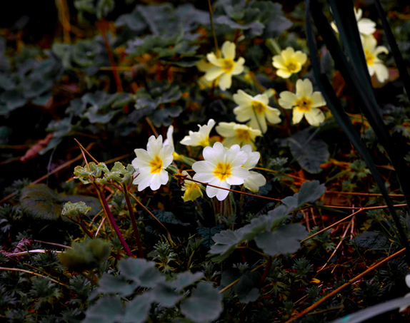 Screen Shot 2019-05-05 at 2.00.28 PM